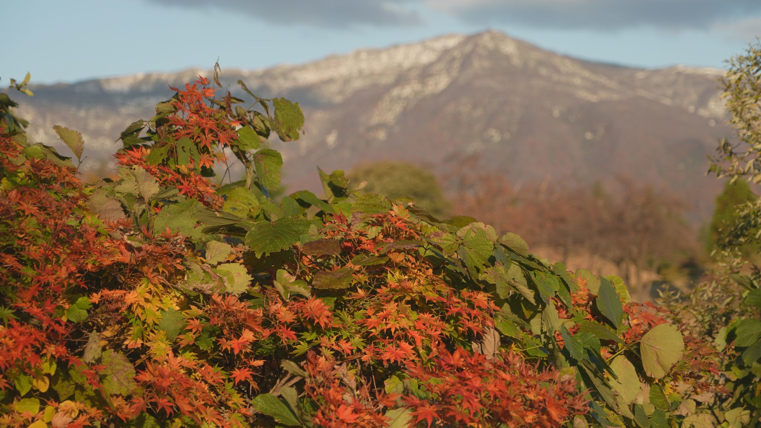 紅葉情報 5日 木 撮影 松ヶ峯 南葉山周辺 雪国ジャーニー