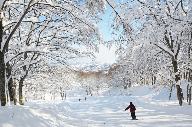 ＜Ski Resort Guide 2024-2025＞ Joetsu International Ski Resort ...